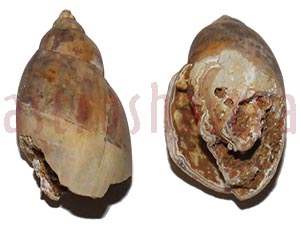 Heera Shankh 0252 27